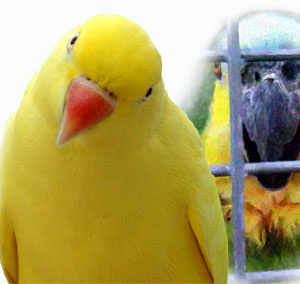 Ajan papağanlar gözaltına alındı | Yaşam haberleri